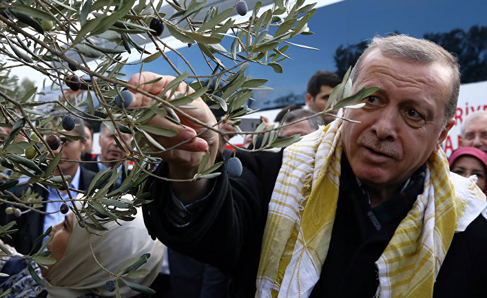 Turkey's President Recep Tayyip Erdogan collects olives in Burhaniye, Turkey, Saturday, Nov. 28, 2015